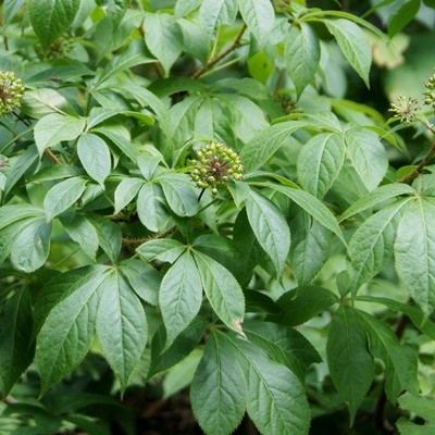 Ginseng russe / éleuthérocoque - Leaderplant
