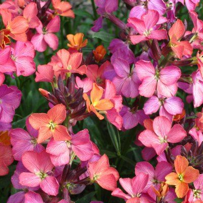 Giroflée Constant Cheer - Leaderplant