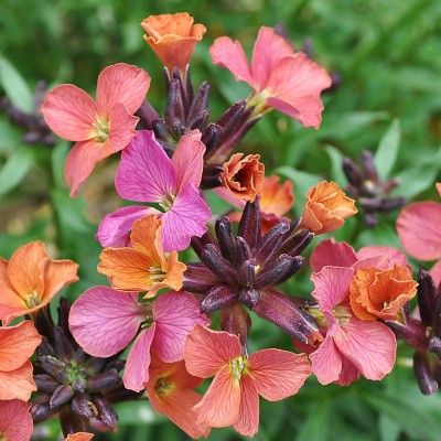 Giroflée Constant Cheer - Leaderplant