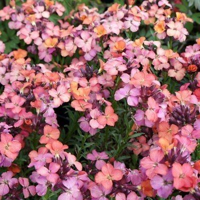 Giroflée Constant Cheer - Leaderplant