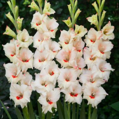 Glaïeul Bambino Candy Bar (12 bulbes) - Leaderplant