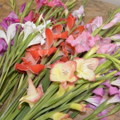 Glaïeul Colvillei en mélange (7 bulbes) - Leaderplant