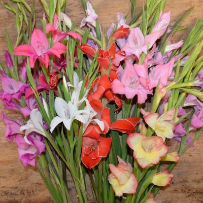 Glaïeul Colvillei en mélange (7 bulbes) - Leaderplant