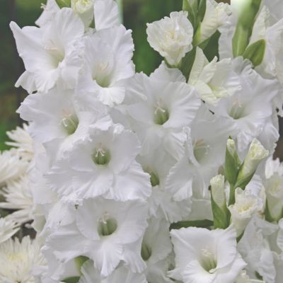 Glaïeul à Grandes Fleurs Amsterdam (12 bulbes) - Leaderplant