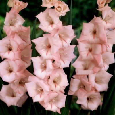 Glaïeul à Grandes Fleurs Cimarosa (12 bulbes) - Leaderplant