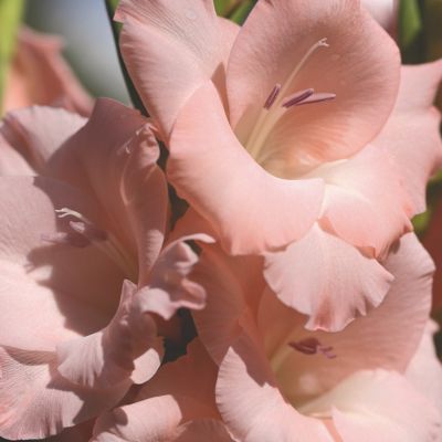 Glaïeul à Grandes Fleurs Cimarosa (12 bulbes) - Leaderplant