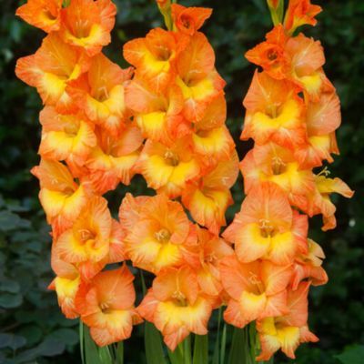 Glaïeul à Grandes Fleurs Concha d'Oro (12 bulbes) - Leaderplant