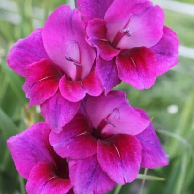 Glaïeul à Grandes Fleurs Velvet Eyes (12 bulbes) - Leaderplant