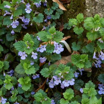 Lierre terrestre  - Leaderplant