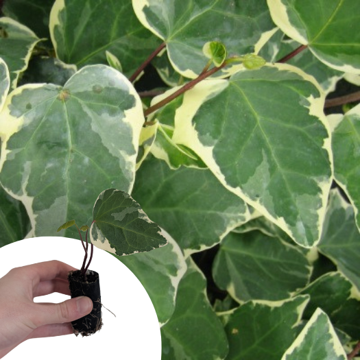 Lierre Gloire de Marengo en mini-motte - Leaderplant