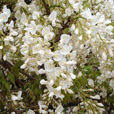 Glycine de Chine Blanche - Leaderplant