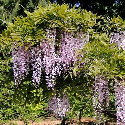 Glycine du Japon rose à grandes fleurs Honbeni - Leaderplant
