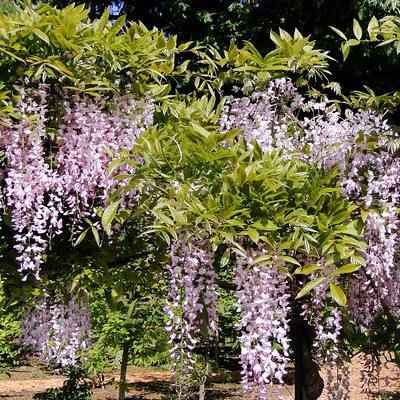 Glycine du Japon rose à grandes fleurs Honbeni - Leaderplant
