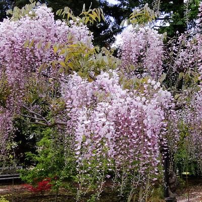 Glycine du Japon rose à grandes fleurs Honbeni - Leaderplant