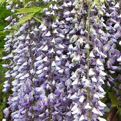 Glycine du Japon 'Issai-Naga' - Leaderplant