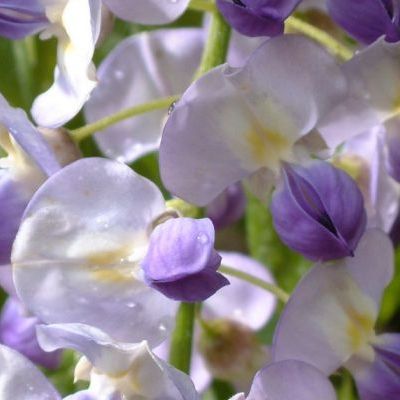 Glycine du Japon 'Issai-Naga' - Leaderplant