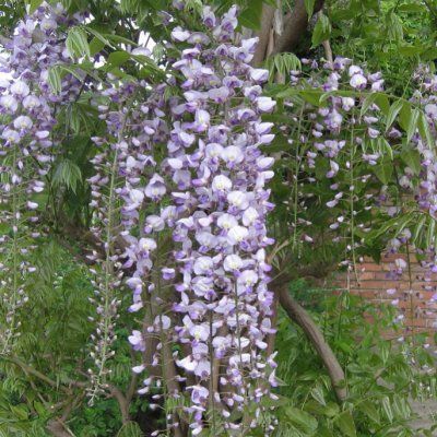 Glycine du Japon 'Issai-Naga' - Leaderplant