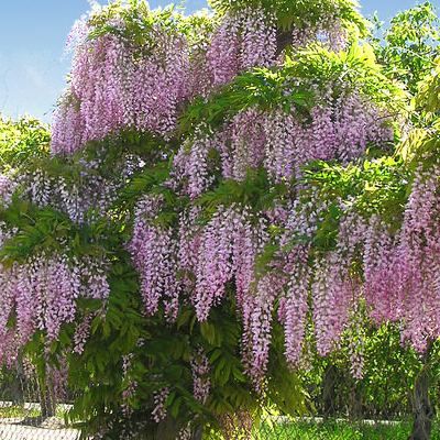 Glycine de Chine Rose - Leaderplant