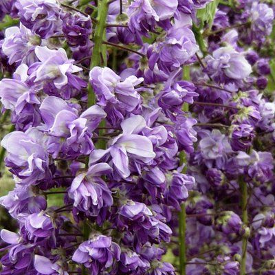 Glycine violette double - Leaderplant