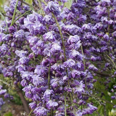 Glycine violette double - Leaderplant