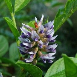 Réglisse - Leaderplant