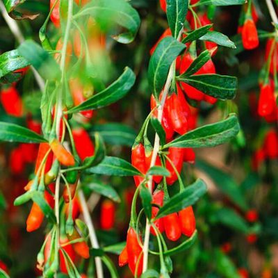 Goji / Lyciet / Plant Goji - Leaderplant