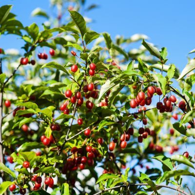 Goumi du Japon Amoroso ® - Leaderplant