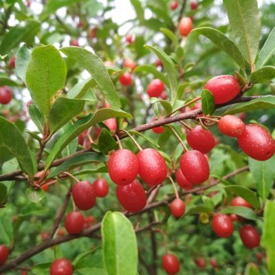 Goumi du Japon Amoroso ® - Leaderplant