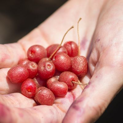 Goumi du Japon Amoroso ® - Leaderplant