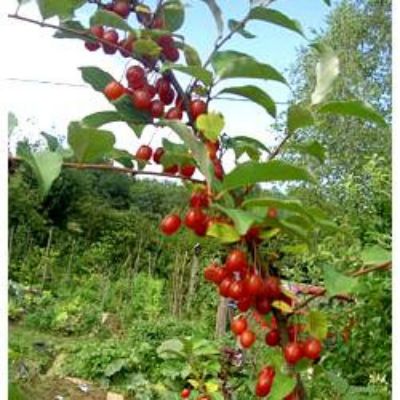 Goumi du Japon - Leaderplant