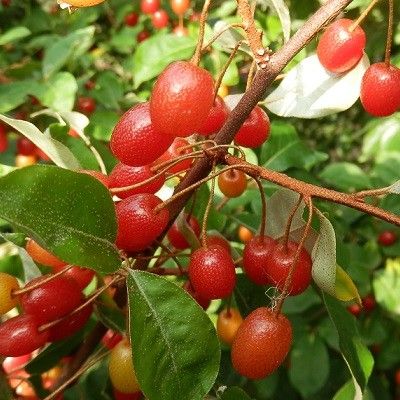 Goumi du Japon - Leaderplant