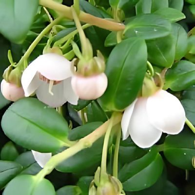 Goyavier du Chili - Leaderplant