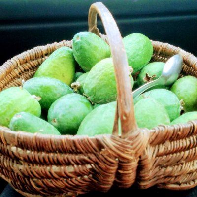 DUO de Goyaviers du Brésil - Leaderplant