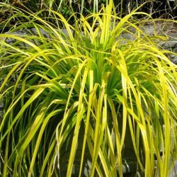 Graminée Carex Everillo ® - Leaderplant