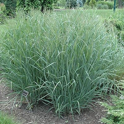 Graminée Panic érigé Heavy Metal - Leaderplant