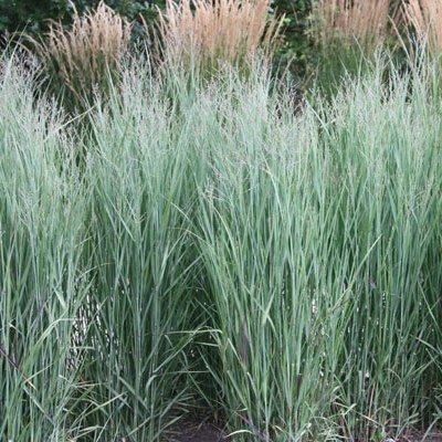 Graminée Panic érigé Heavy Metal - Leaderplant