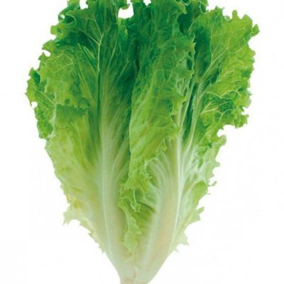 Graines Bio de Chicorée Scarole Cornet d'Anjou (Ferme de Sainte Marthe) - Leaderplant