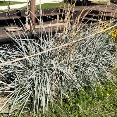 Graminée Blé d'Azur - Leaderplant