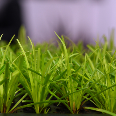 Graminée Carex Everillo ® en mini-motte - Leaderplant