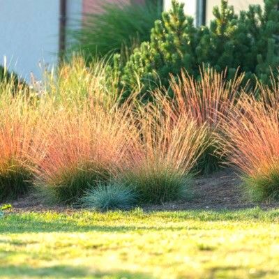 Graminée Fétuque Sunrise ® - Leaderplant