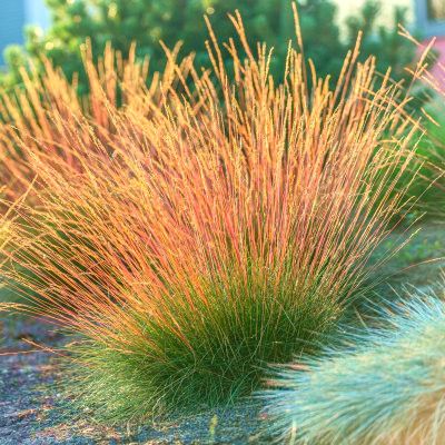Graminée Fétuque Sunrise ® - Leaderplant