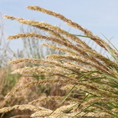 Graminée Mélique ciliée - Leaderplant