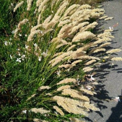 Graminée Mélique ciliée - Leaderplant