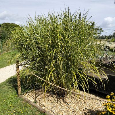 Graminée Miscanthus Zebrinus Strictus - Leaderplant