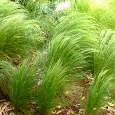 Graminée Stipe cheveux d'anges - Leaderplant