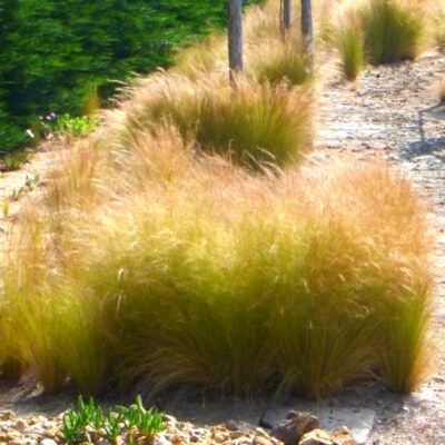 Graminée Stipe cheveux d'anges - Leaderplant