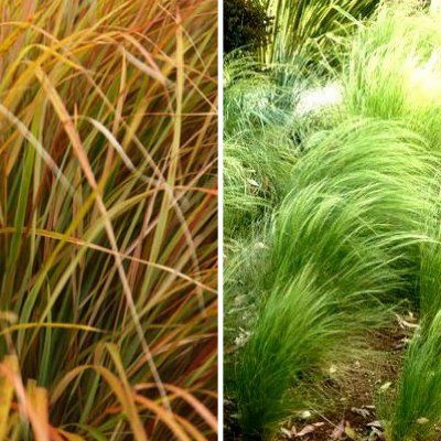 KIT Graminées DUO Stipas - Leaderplant