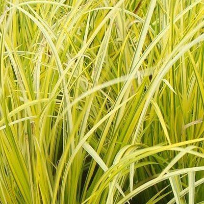 Graminée Acorus Ogon - Leaderplant