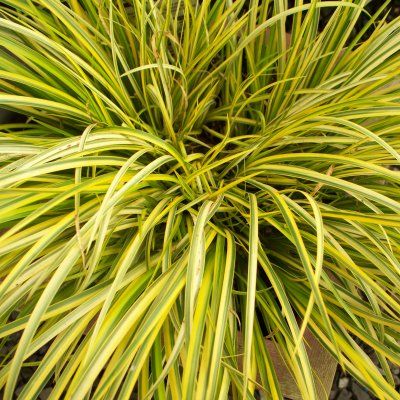 Graminée Acorus Ogon - Leaderplant