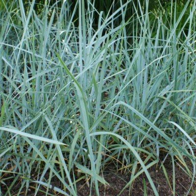 Graminée Blé d'Azur - Leaderplant